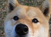 开云官网-福克斯狂飙40分撕裂防线，奇才末节逆转勇士上演绝地反击